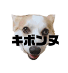 ゆきまる〜その大いなる犬〜（個別スタンプ：23）