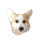 ゆきまる〜その大いなる犬〜（個別スタンプ：28）