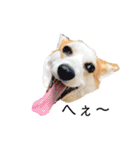 ゆきまる〜その大いなる犬〜（個別スタンプ：29）