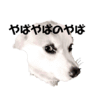 ゆきまる〜その大いなる犬〜（個別スタンプ：30）