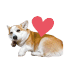 ゆきまる〜その大いなる犬〜（個別スタンプ：31）
