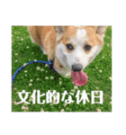 ゆきまる〜その大いなる犬〜（個別スタンプ：33）