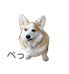 ゆきまる〜その大いなる犬〜（個別スタンプ：34）