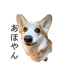 ゆきまる〜その大いなる犬〜（個別スタンプ：35）