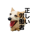 ゆきまる〜その大いなる犬〜（個別スタンプ：36）