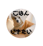 ゆきまる〜その大いなる犬〜（個別スタンプ：38）