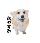 ゆきまる〜その大いなる犬〜（個別スタンプ：40）