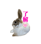 うさぎの“ももちゃん”女の子2（個別スタンプ：14）