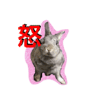 すームギととごまなすわさはな（個別スタンプ：4）