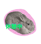 すームギととごまなすわさはな（個別スタンプ：5）