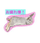 すームギととごまなすわさはな（個別スタンプ：6）