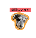 すームギととごまなすわさはな（個別スタンプ：12）