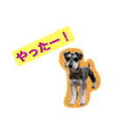 すームギととごまなすわさはな（個別スタンプ：13）