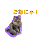 すームギととごまなすわさはな（個別スタンプ：19）