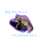 すームギととごまなすわさはな（個別スタンプ：20）