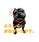 ブサイクな犬スタンプ2（個別スタンプ：1）