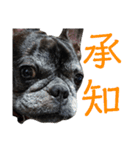 ブサイクな犬スタンプ2（個別スタンプ：3）