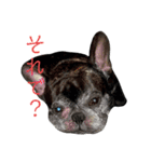 ブサイクな犬スタンプ2（個別スタンプ：4）
