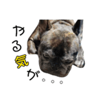 ブサイクな犬スタンプ2（個別スタンプ：6）