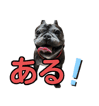 ブサイクな犬スタンプ2（個別スタンプ：7）
