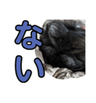 ブサイクな犬スタンプ2（個別スタンプ：8）