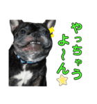 ブサイクな犬スタンプ2（個別スタンプ：10）