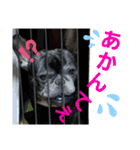 ブサイクな犬スタンプ2（個別スタンプ：12）