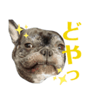 ブサイクな犬スタンプ2（個別スタンプ：13）
