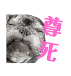 ブサイクな犬スタンプ2（個別スタンプ：15）