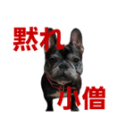 ブサイクな犬スタンプ2（個別スタンプ：16）
