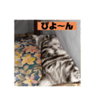 トラちゃんスタンプ PART1（個別スタンプ：13）