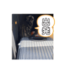 トラちゃんスタンプ PART1（個別スタンプ：19）