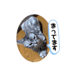 トラちゃんスタンプ PART1（個別スタンプ：23）