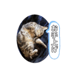 トラちゃんスタンプ PART1（個別スタンプ：26）