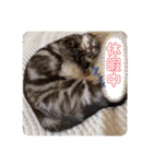 トラちゃんスタンプ PART1（個別スタンプ：29）