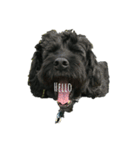 黒い犬エレエレ（個別スタンプ：1）