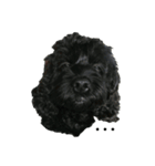 黒い犬エレエレ（個別スタンプ：10）