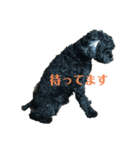 黒い犬エレエレ（個別スタンプ：11）