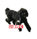 黒い犬エレエレ（個別スタンプ：12）
