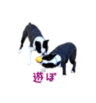 ぼすてりくかい（個別スタンプ：5）