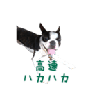 ぼすてりくかい（個別スタンプ：7）