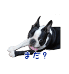 ぼすてりくかい（個別スタンプ：10）