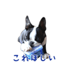 ぼすてりくかい（個別スタンプ：11）
