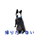ぼすてりくかい（個別スタンプ：14）