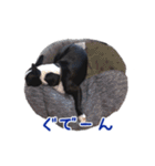 ぼすてりくかい（個別スタンプ：16）