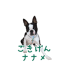 ぼすてりくかい（個別スタンプ：22）