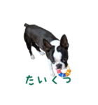 ぼすてりくかい（個別スタンプ：23）