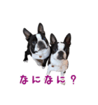 ぼすてりくかい（個別スタンプ：30）