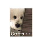 颯太（ふうた）のつぶやき（個別スタンプ：4）