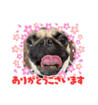 パグちゃんのネネ（個別スタンプ：12）